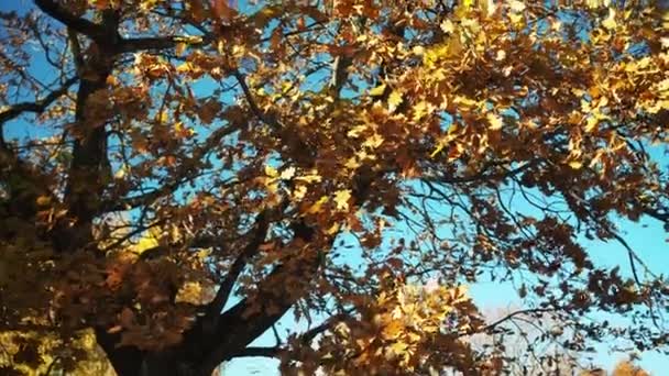 Żółte liście na dębie. liście powoli spadają z drzewa. jest jasne niebieskie niebo na tle — Wideo stockowe