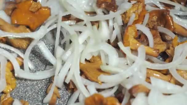 Cibule se hodí do pánve na smažení s houbami chanterel. pečení hub s cibulí. vaření — Stock video