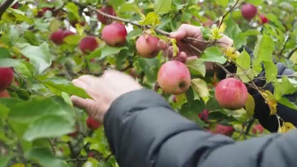 Männliche Hände pflücken rote Äpfel von einem Baum. Erntezeit auf dem Land. Nahaufnahme — Stockvideo