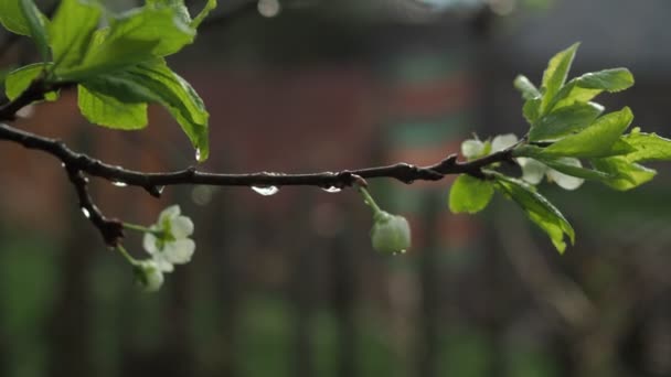 Una rama floreciente de un manzano en el jardín bajo la lluvia. gotas de lluvia caen de la flor. la primavera está fuera — Vídeo de stock