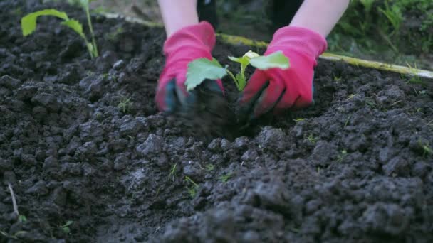 As mãos das mulheres plantam a planta na terra úmida preta. um pequeno broto — Vídeo de Stock