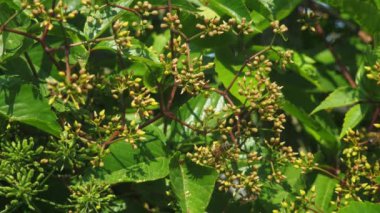 Arılar güneşli bir günde bahçedeki çiçek açan bitkilerden polen toplarlar. Bal toplamak