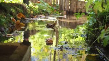 Sarı bir yaprak derede yüzüyor. Akçaağaç yaprakları suya düşer. Sonbahar manzarası
