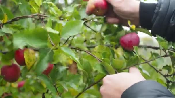 Pánské ruce vytrhávají červená jablka ze stromu. sklízí na venkovském pozemku. detail rukou s jablky — Stock video