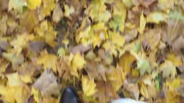 Mens feet walk on yellow foliage. maple golden leaves underfoot in classic shoes. autumn park. quick step — Video Stock