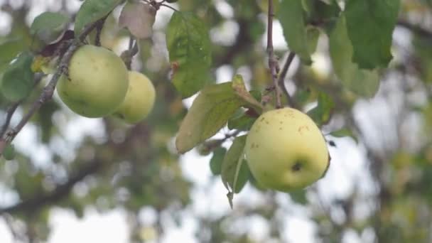 A branch with white apples. the first apples are in focus. the rest of the foliage is out of focus — Stockvideo