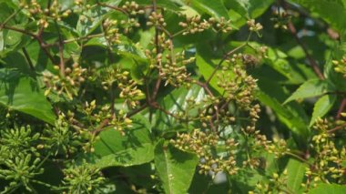 Arılar güneşli bir günde bahçedeki çiçek açan bitkilerden polen toplarlar. Bitkilerin tozlaşması. Bal toplamak