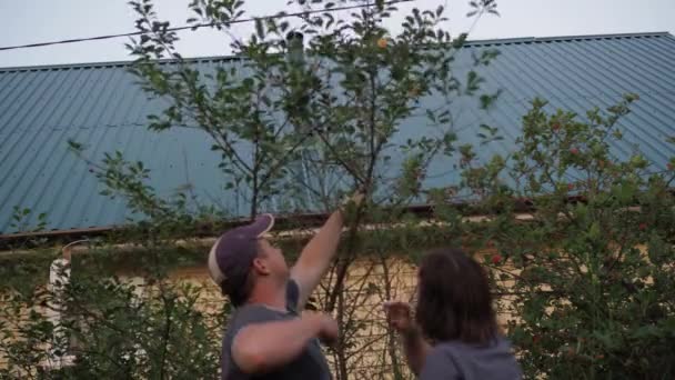 Cherry picking from a tree. a man tilts a branch with a cherry to a woman — Stockvideo