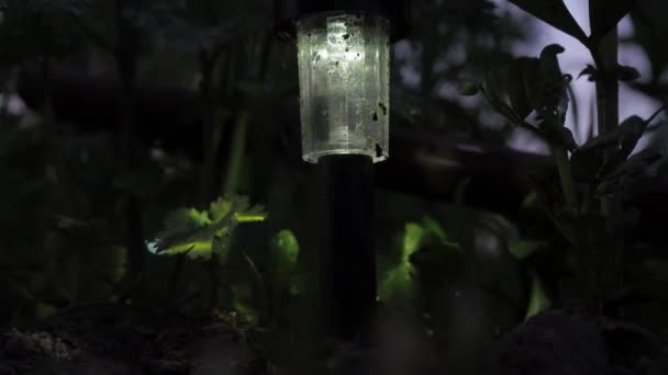 Garden lantern on a solar battery. standing in the grass at dusk. decorative — Vídeos de Stock