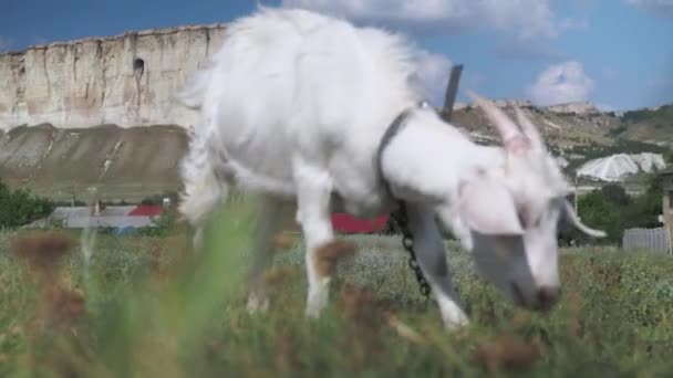 The goat on the drive eats grass. on the background is a white rock and rural houses. agricultural industry. goats milk. farming — Wideo stockowe