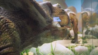 Dinozor modelleri hareket eder ve kafalarını sallarlar. Antik hayvanların doğal modelleri.