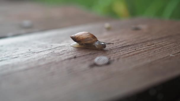 Ένα σαλιγκάρι σέρνεται σε μια ξύλινη σανίδα στο δρόμο. δροσερό αγώνα — Αρχείο Βίντεο