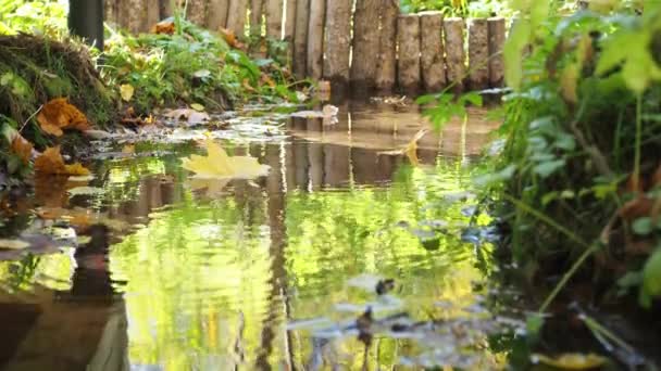 Una foglia gialla galleggia lungo il ruscello. Le foglie d'acero cadono in acqua. paesaggio autunnale — Video Stock