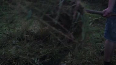 Yeni biçilmiş çimlerden arsanın temizlenmesi. Yaz çim biçme. Çiftlikte köy işi.