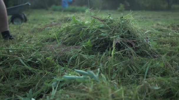 Raking a trama de grama recém-cortada. corte de verão. limpeza do território — Vídeo de Stock