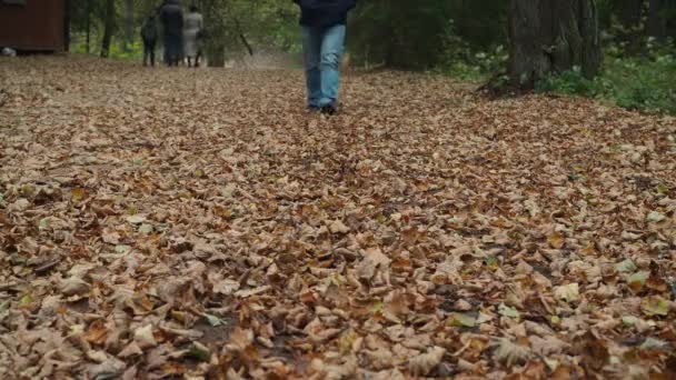 Mannenbenen in jeans en laarzen die op gevallen bladeren lopen. gouden herfst. park — Stockvideo