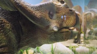 Dinozor modelleri hareket eder ve kafalarını sallarlar. Antik hayvanların doğal modelleri.