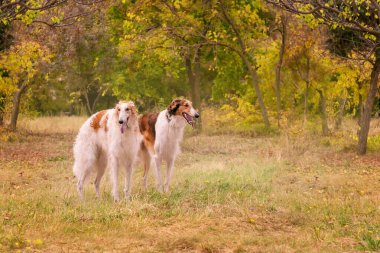 Rus Greyhound cinsinden iki köpek, sonbahar parkında duruyor.