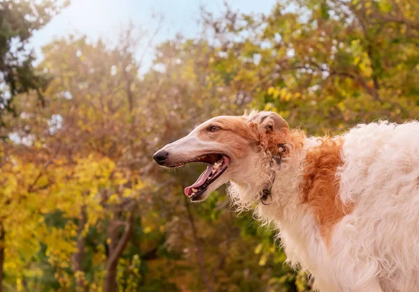 Σκύλος Φυλή Ρωσικό Λαγωνικό Στο Παρασκήνιο Ενός Φθινοπώρου Πάρκο Πορτρέτο — Φωτογραφία Αρχείου