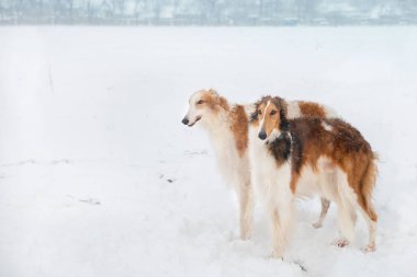Rus Greyhound cinsinden iki köpek karlı bir tarlada duruyor. Kış tatili, avcılık.