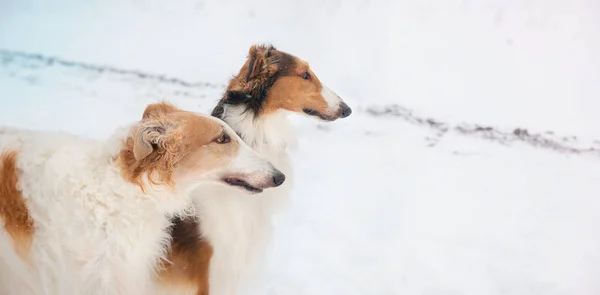 两只俄罗斯灰狗品种的狗站在雪地里 肖像画 冬季休闲 — 图库照片