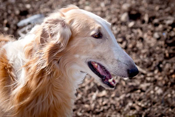 赤い犬の品種ロシアのグレイハウンド ボルザヤ 肖像画 プロフィール クローズアップ 灰色の背景 — ストック写真