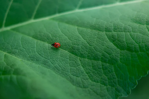 Green Leaf Macro Small Ladybug Green Background — Foto Stock