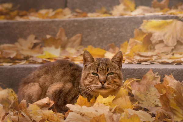 Photo Fluffy Gray Cat Autumn Leaves Autumn Vacation Walking Pet — ストック写真