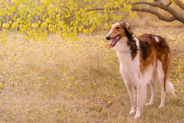 Borzoj Pes Plemeno Ruský Chrt Pozadí Podzimního Parku Místo Pro — Stock fotografie