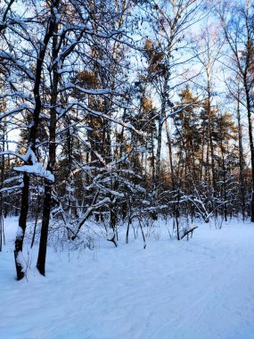 Karlı kış köknar ormanda günbatımı. Güneş ışınları ağaç gövdeleri ile bölünürler. Soğuk kış manzarası