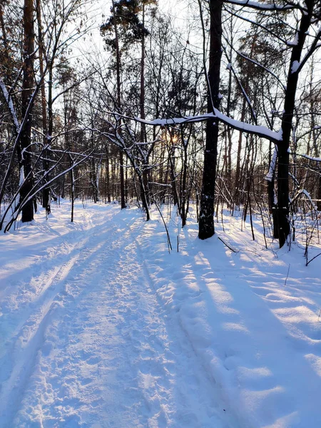 Заснеженная Дорога Лесу Перед Рождеством Холодный Зимний Пейзаж Концепция Холодной — стоковое фото