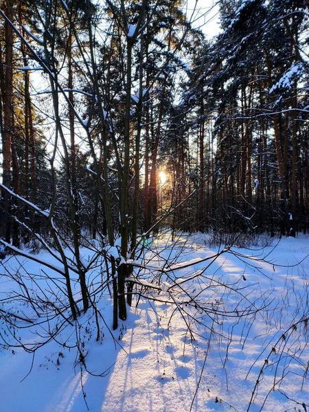 Закат Снежном Зимнем Еловом Лесу Солнечные Лучи Пробиваются Сквозь Стволы — стоковое фото