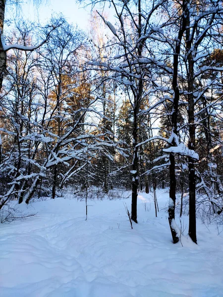 Закат Снежном Зимнем Еловом Лесу Солнечные Лучи Пробиваются Сквозь Стволы — стоковое фото