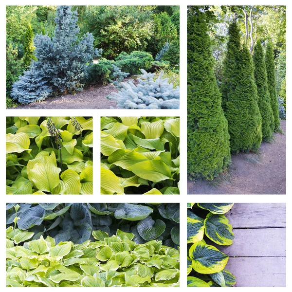 Collage Photos Trees Fir Trees Bushes Concept Nature Parks — Stock Photo, Image