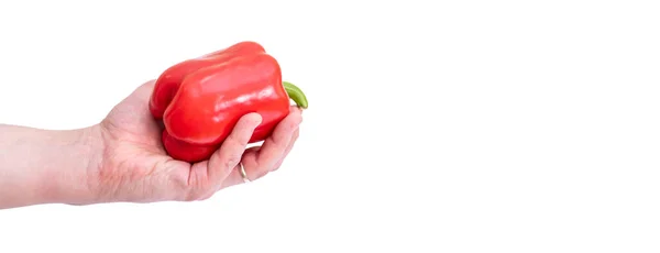 Red Bulgarian Pepper Hand White Background Fresh Bell Pepper Copy — Stock Photo, Image