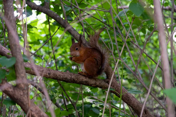 Ein Eichhörnchen Auf Einem Ast Einem Sommerpark Das Konzept Der — Stockfoto