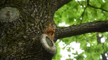 Bir sincap bir yaz günü bir ağacı kemiriyor. Sincaplarla dolu bir şehir parkı..