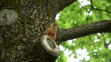 Bir sincap bir yaz günü bir ağacı kemiriyor. Sincaplarla dolu bir şehir parkı..