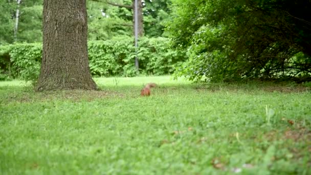 Écureuil Dans Parc Ville Jour Été Courant Autour Pelouse Des — Video