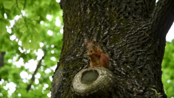 Ein Eichhörnchen Das Einem Sommertag Einem Baum Nagt Ein Stadtpark — Stockvideo