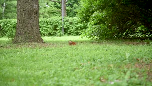 Uno Scoiattolo Parco Cittadino Una Giornata Estiva Che Corre Sul — Video Stock