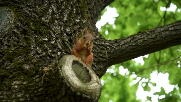 夏天的一天 一只松鼠在树上啄食着 一个有松鼠的城市公园 — 图库视频影像