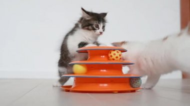 İki sevimli kedi evde kediler için turuncu oyuncakla oynuyor.