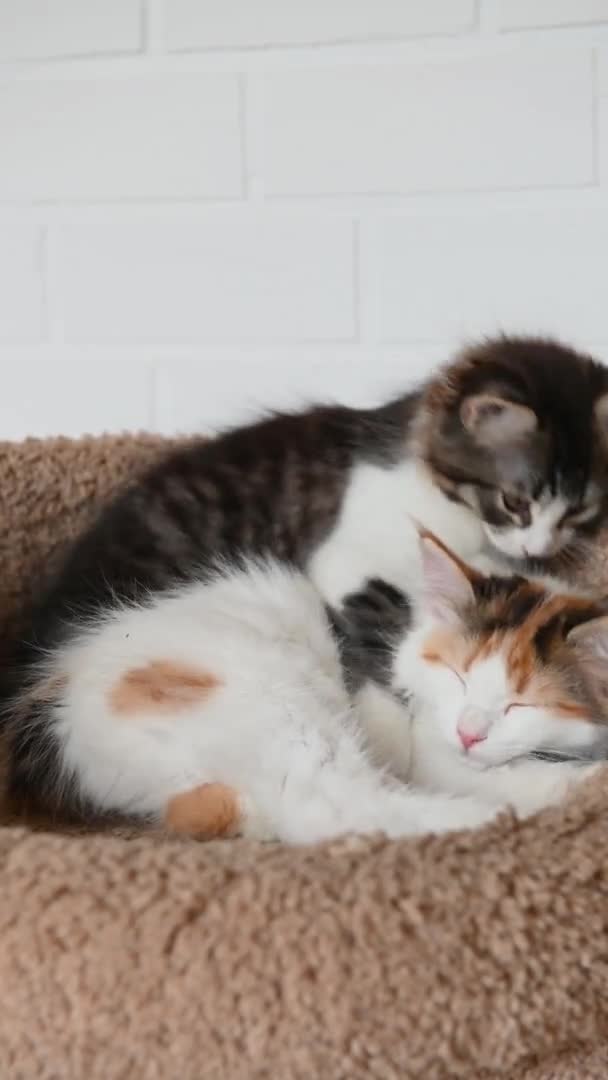 Δύο χαριτωμένα όμορφα κατοικίδια γάτα γατάκι close-up κοιτάζοντας την κάμερα στο σπίτι βίντεο σε κάθετη μορφή — Αρχείο Βίντεο