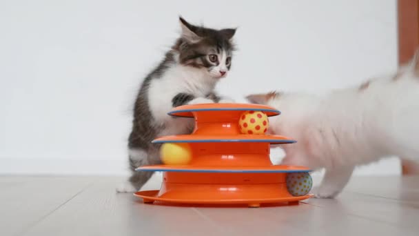 Dos gatitos lindos gato jugando con naranja juguete para gatos en casa — Vídeo de stock