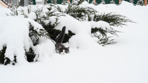 Gatinho fofo bonito brincando na neve sob a árvore de natal com decorações de inverno — Vídeo de Stock
