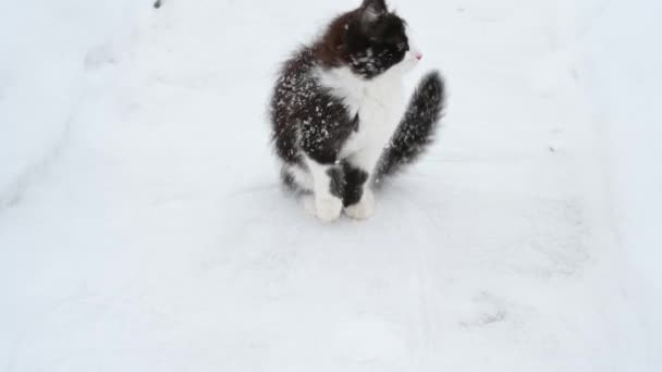 Gatinho fofo bonito jogando no inverno de neve — Vídeo de Stock