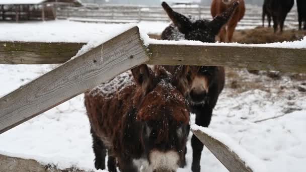 Två åsnor på en gård på vintern närbild tittar på kameran — Stockvideo