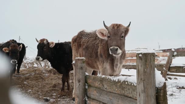 Vacas y toros en una granja en invierno de cerca mirando a la cámara — Vídeo de stock