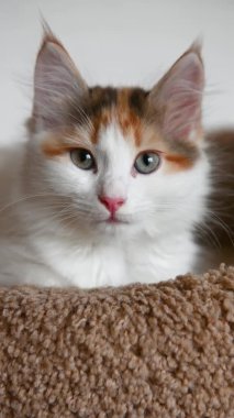Güzel ev kedisi kedi yavrusu ev videosundaki kameraya dikey olarak bakıyor.
